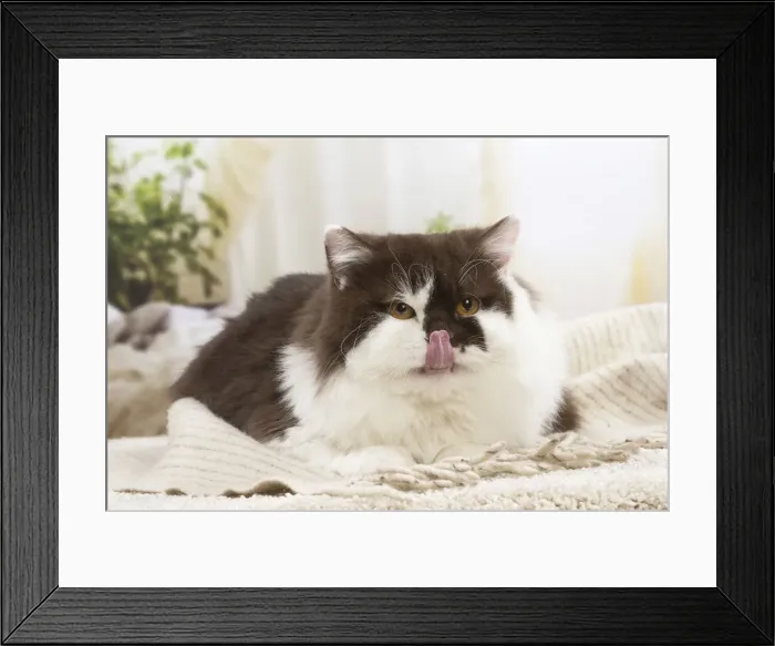 Framed Print : 13132055. British longhair cat indoors Date Framed Print : 13132055. British longhair cat indoors Date