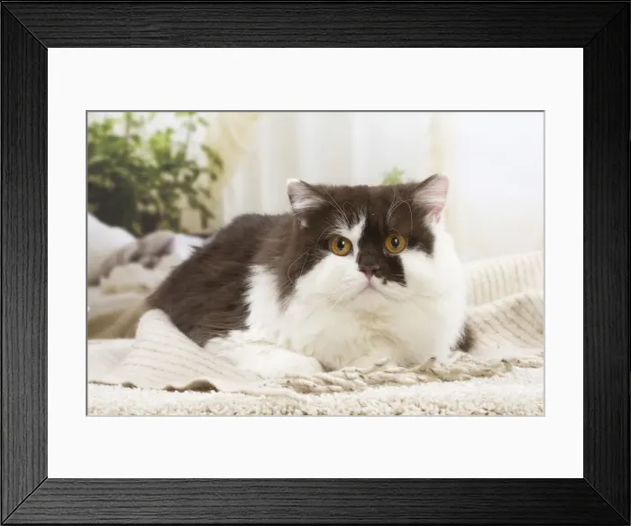 Framed Print : 13132056. British longhair cat indoors Date Framed Print : 13132056. British longhair cat indoors Date