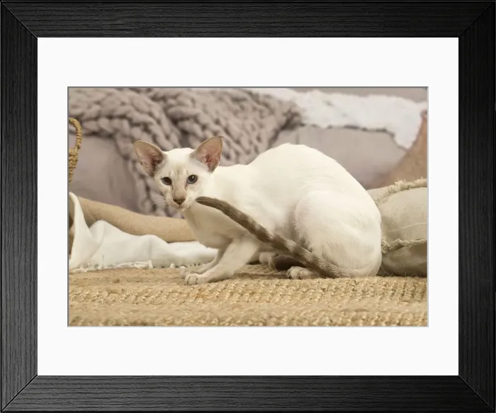 Framed Print : 13132057. Siamese cat indoors Date Framed Print : 13132057. Siamese cat indoors Date