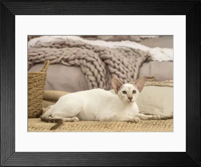 Framed Print : 13132058. Siamese cat indoors Date Framed Print : 13132058. Siamese cat indoors Date