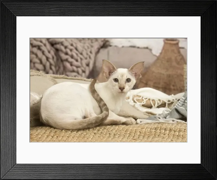 Framed Print : 13132060. Siamese cat indoors Date Framed Print : 13132060. Siamese cat indoors Date