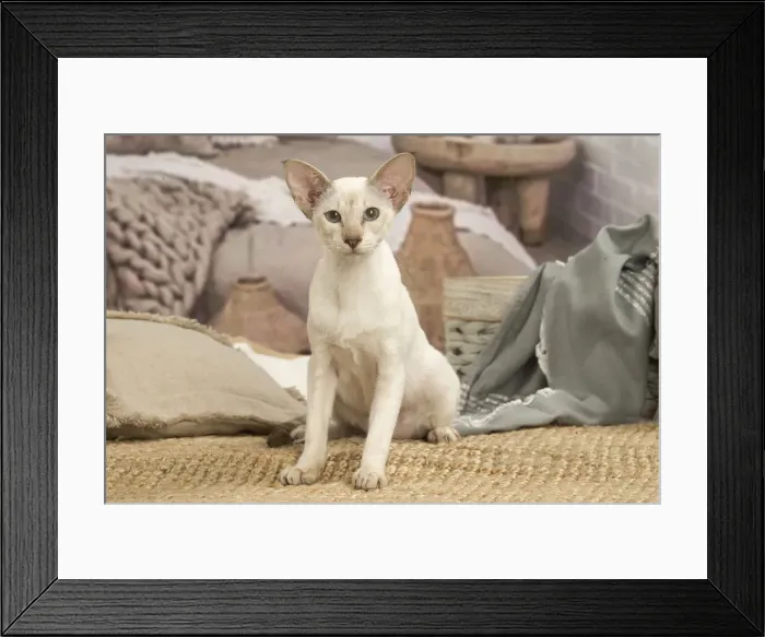 Framed Print : 13132059. Siamese cat indoors Date Framed Print : 13132059. Siamese cat indoors Date