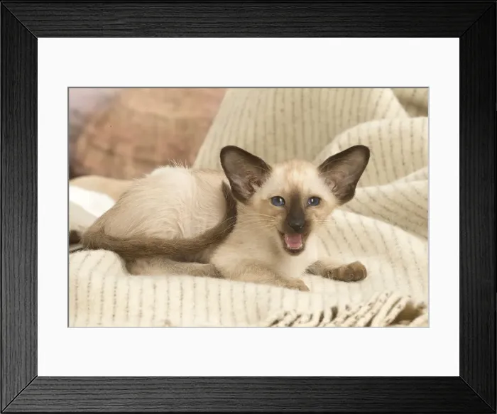 Framed Print : 13132062. Siamese cat indoors Date Framed Print : 13132062. Siamese cat indoors Date