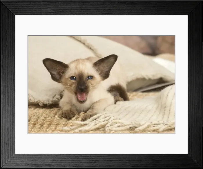 Framed Print : 13132063. Siamese cat indoors Date Framed Print : 13132063. Siamese cat indoors Date