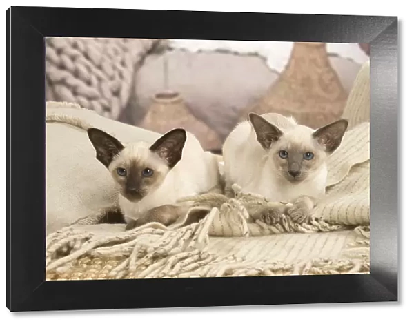 13132064. Siamese cats indoors Date