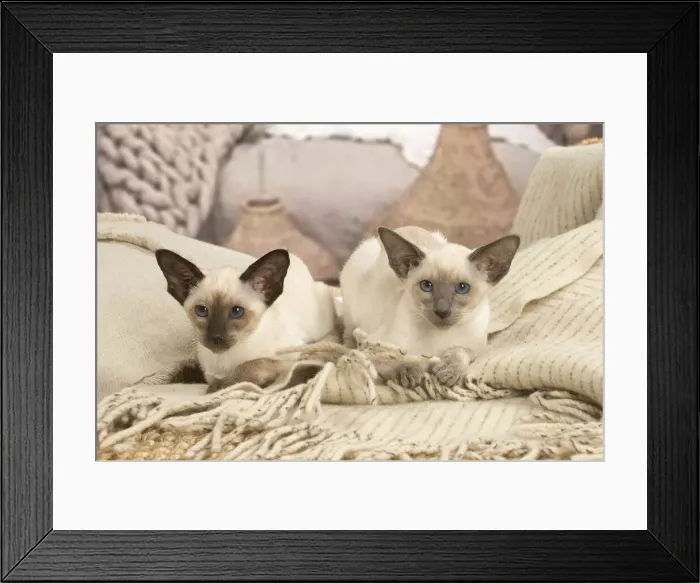 Framed Print : 13132064. Siamese cats indoors Date Framed Print : 13132064. Siamese cats indoors Date