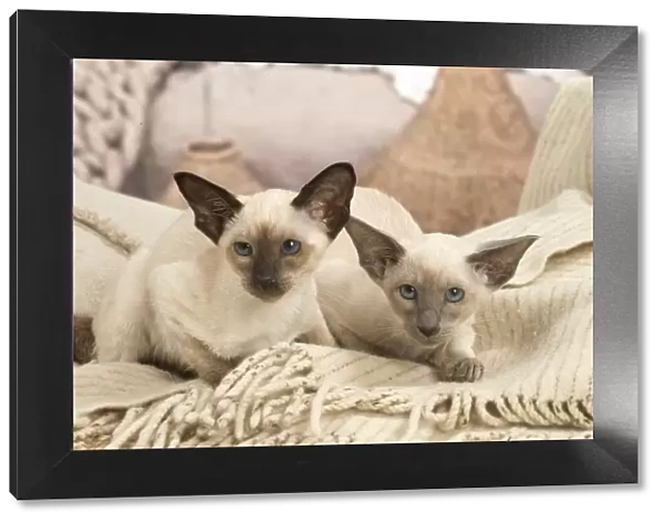 13132065. Siamese cats indoors Date
