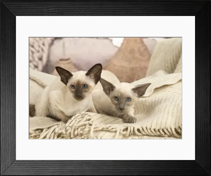 Framed Print : 13132065. Siamese cats indoors Date Framed Print : 13132065. Siamese cats indoors Date