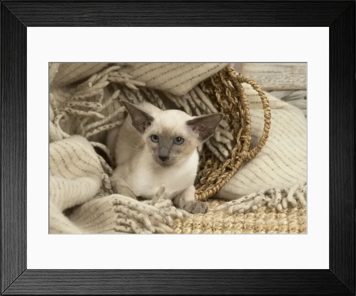 Framed Print : 13132066. Siamese cat indoors Date Framed Print : 13132066. Siamese cat indoors Date