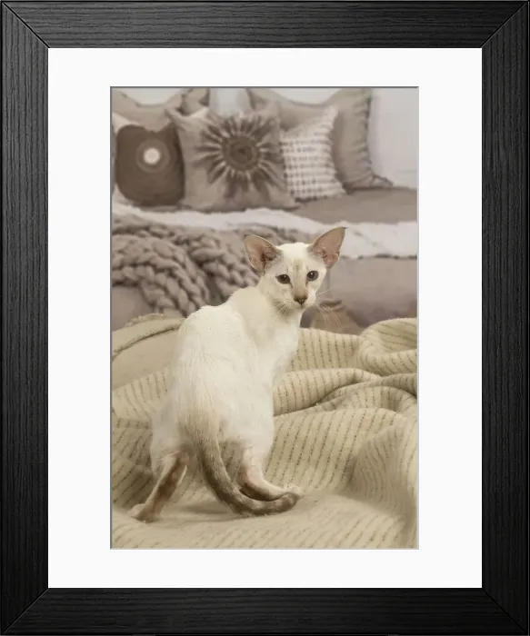 Framed Print : 13132061. Siamese cat indoors Date Framed Print : 13132061. Siamese cat indoors Date