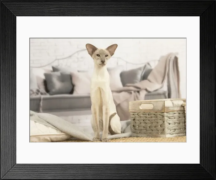 Framed Print : 13132067. Siamese cat indoors Date Framed Print : 13132067. Siamese cat indoors Date