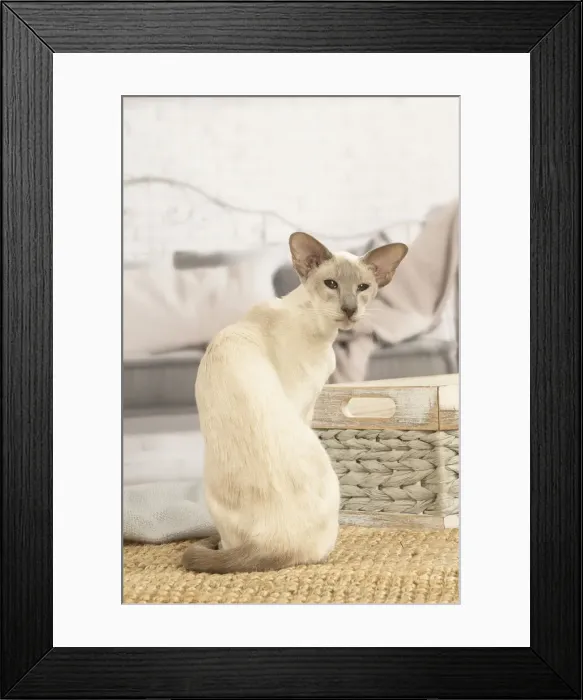 Framed Print : 13132068. Siamese cat indoors Date Framed Print : 13132068. Siamese cat indoors Date