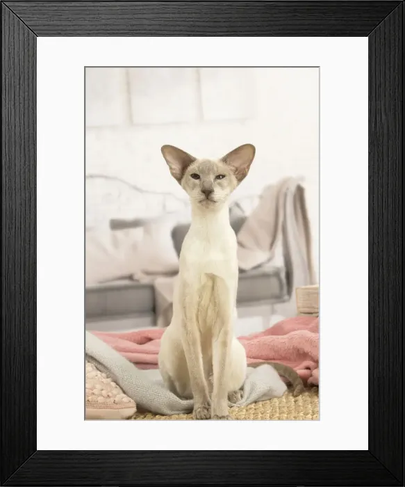 Framed Print : 13132070. Siamese cat indoors Date Framed Print : 13132070. Siamese cat indoors Date