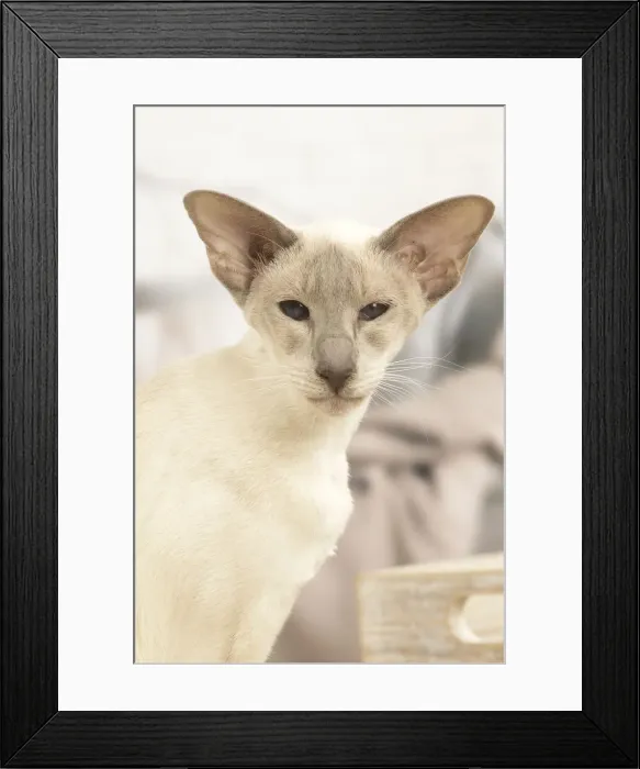 Framed Print : 13132069. Siamese cat indoors Date Framed Print : 13132069. Siamese cat indoors Date