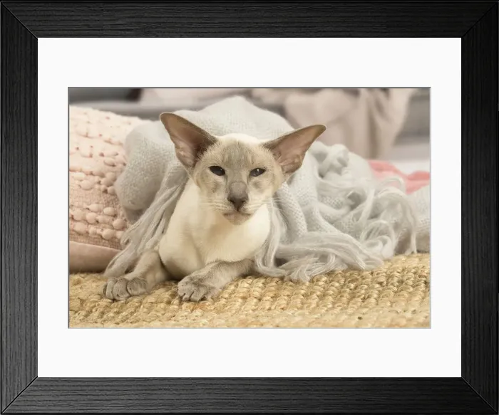Framed Print : 13132072. Siamese cat indoors Date Framed Print : 13132072. Siamese cat indoors Date