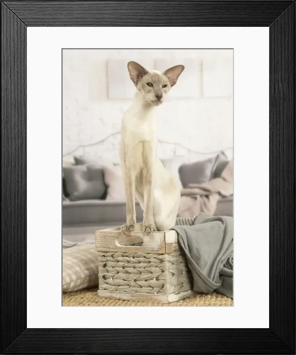 Framed Print : 13132073. Siamese cat indoors Date Framed Print : 13132073. Siamese cat indoors Date