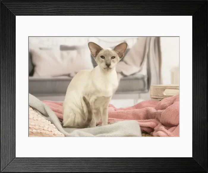 Framed Print : 13132071. Siamese cat indoors Date Framed Print : 13132071. Siamese cat indoors Date