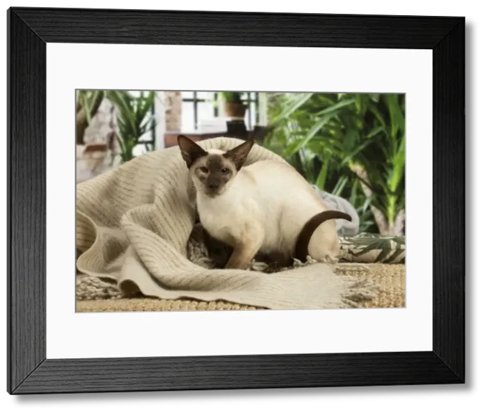 Framed Print : 13132075. Siamese cat indoors Date Framed Print : 13132075. Siamese cat indoors Date