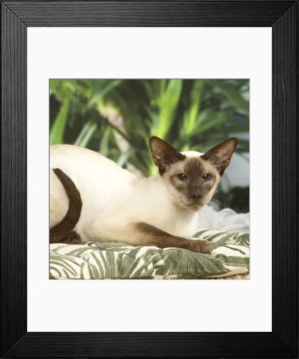 Framed Print : 13132074. Siamese cat indoors Date Framed Print : 13132074. Siamese cat indoors Date