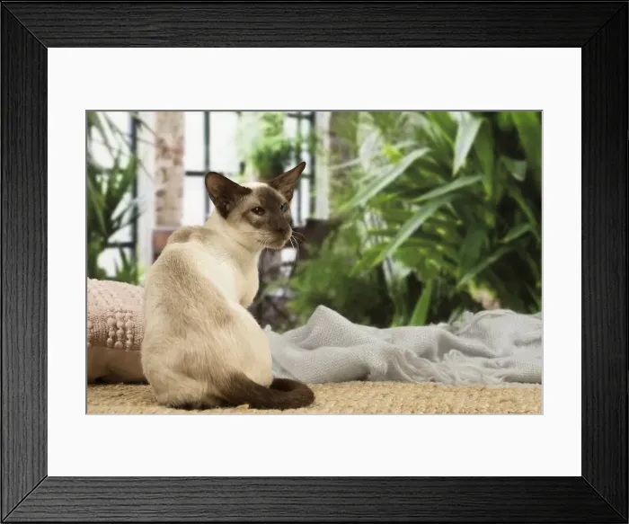 Framed Print : 13132077. Siamese cat indoors Date Framed Print : 13132077. Siamese cat indoors Date