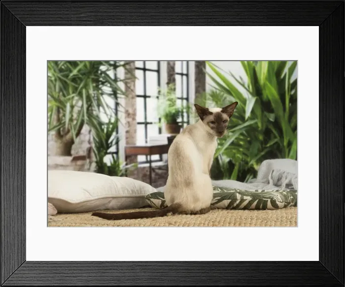 Framed Print : 13132076. Siamese cat indoors Date Framed Print : 13132076. Siamese cat indoors Date