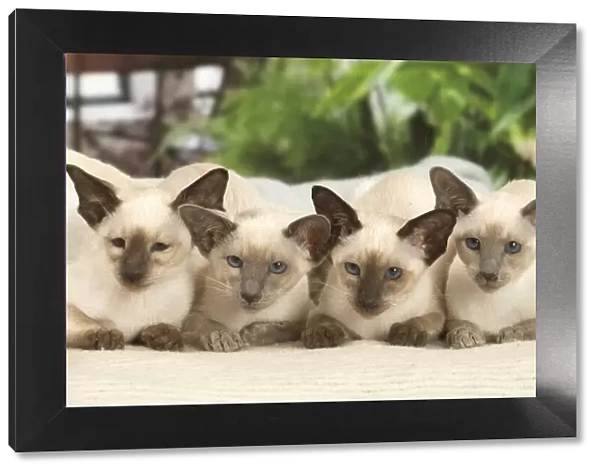 13132078. Siamese cats indoors Date