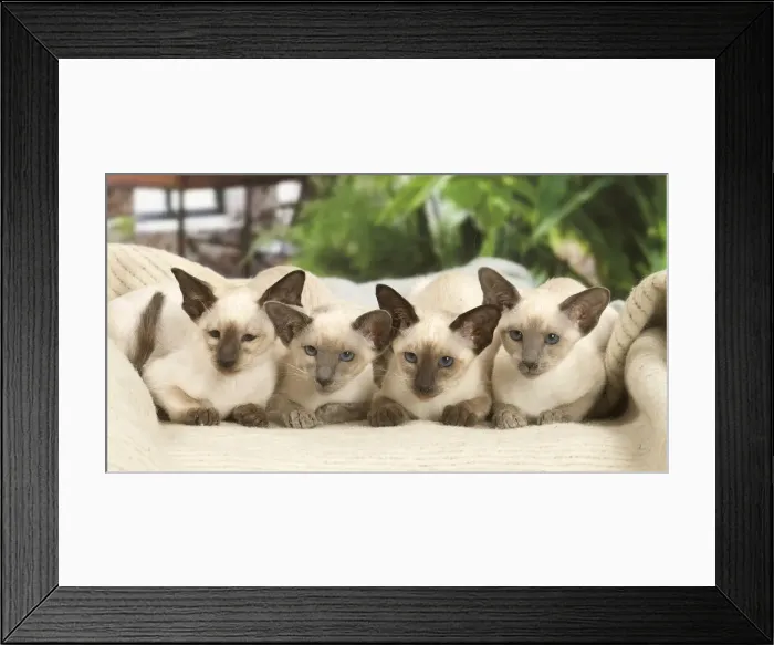 Framed Print : 13132078. Siamese cats indoors Date Framed Print : 13132078. Siamese cats indoors Date