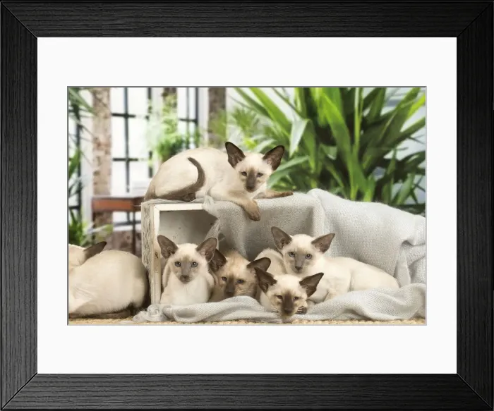 Framed Print : 13132079. Siamese cats indoors Date Framed Print : 13132079. Siamese cats indoors Date