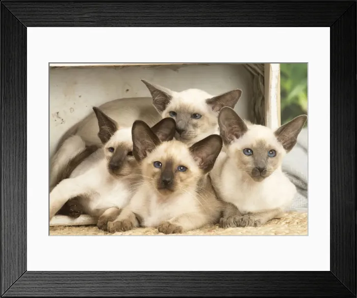 Framed Print : 13132081. Siamese cats indoors Date Framed Print : 13132081. Siamese cats indoors Date