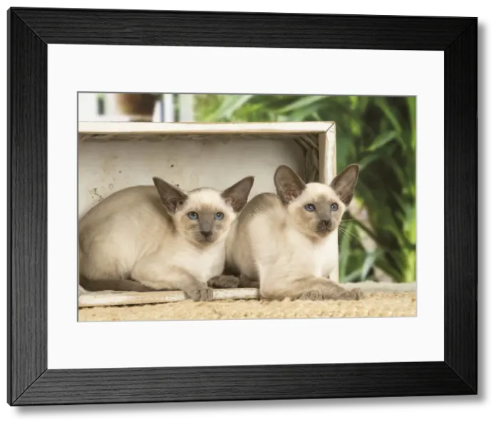 Framed Print : 13132082. Siamese cats indoors Date Framed Print : 13132082. Siamese cats indoors Date