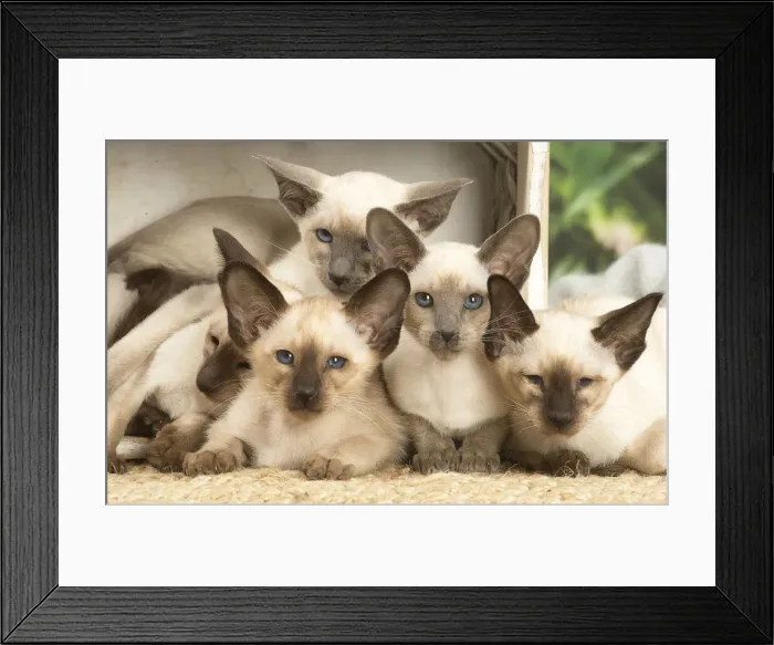 Framed Print : 13132080. Siamese cats indoors Date Framed Print : 13132080. Siamese cats indoors Date