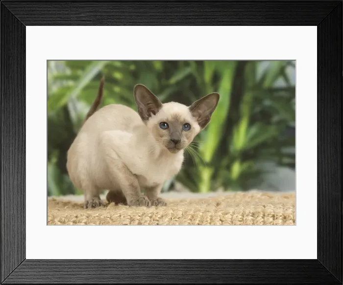 Framed Print : 13132084. Siamese cat indoors Date Framed Print : 13132084. Siamese cat indoors Date