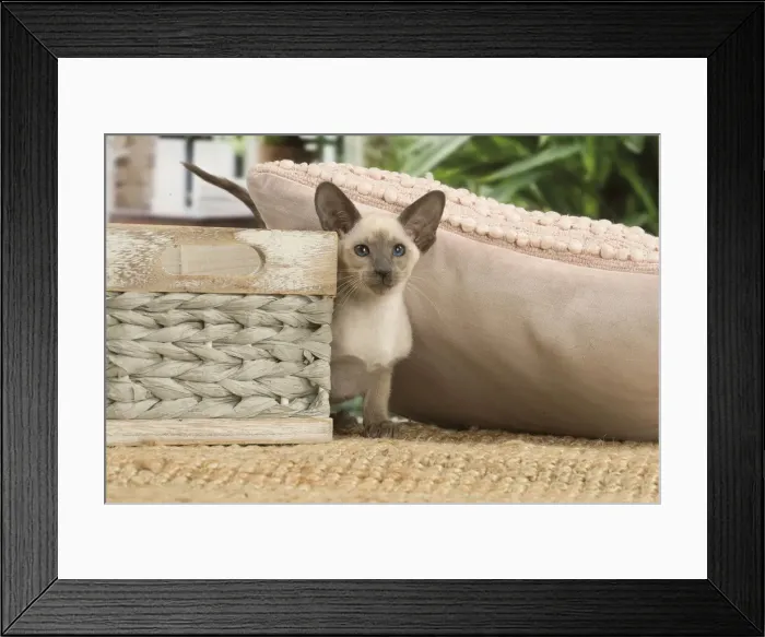 Framed Print : 13132085. Siamese cat indoors Date Framed Print : 13132085. Siamese cat indoors Date