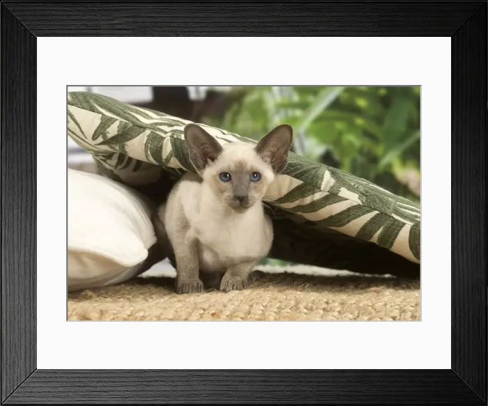 Framed Print : 13132086. Siamese cat indoors Date Framed Print : 13132086. Siamese cat indoors Date