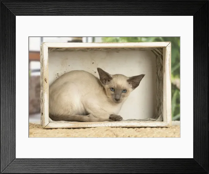 Framed Print : 13132083. Siamese cat indoors Date Framed Print : 13132083. Siamese cat indoors Date