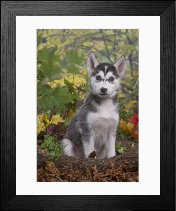 Framed Print : 13132088. Husky puppy outdoors in Autumn Date Framed Print : 13132088. Husky puppy outdoors in Autumn Date