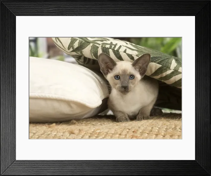 Framed Print : 13132087. Siamese cat indoors Date Framed Print : 13132087. Siamese cat indoors Date