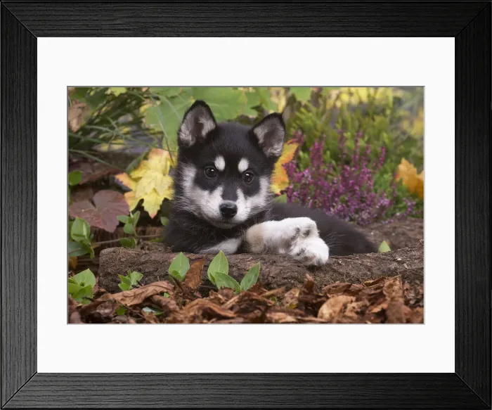 Framed Print : 13132090. Husky puppy outdoors in Autumn Date Framed Print : 13132090. Husky puppy outdoors in Autumn Date