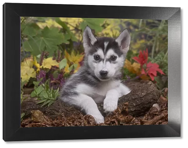 13132089. Husky puppy outdoors in Autumn Date