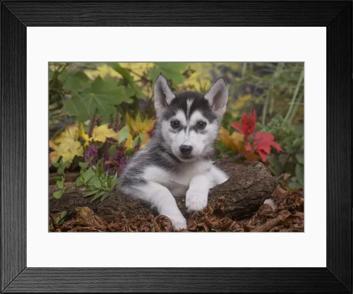 Framed Print : 13132089. Husky puppy outdoors in Autumn Date Framed Print : 13132089. Husky puppy outdoors in Autumn Date