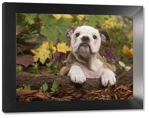 13132091. English Bulldog puppy outdoors in Autumn Date