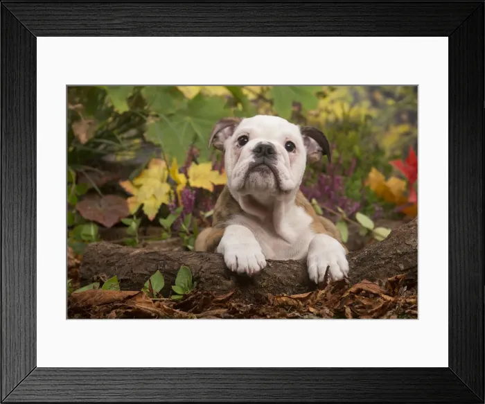 Framed Print : 13132091. English Bulldog puppy outdoors in Autumn Date Framed Print : 13132091. English Bulldog puppy outdoors in Autumn Date