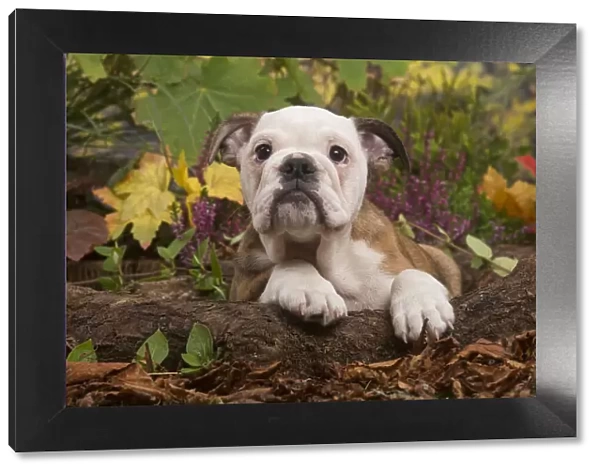 13132092. English Bulldog puppy outdoors in Autumn Date