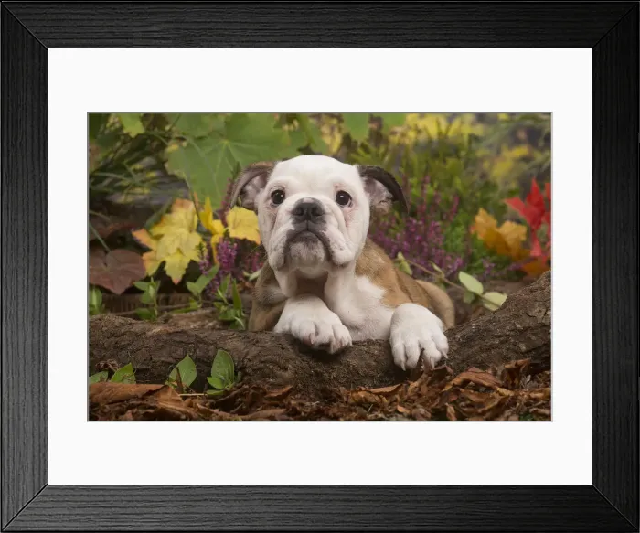 Framed Print : 13132092. English Bulldog puppy outdoors in Autumn Date Framed Print : 13132092. English Bulldog puppy outdoors in Autumn Date