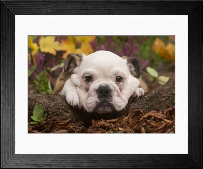 Framed Print : 13132093. English Bulldog puppy outdoors in Autumn Date