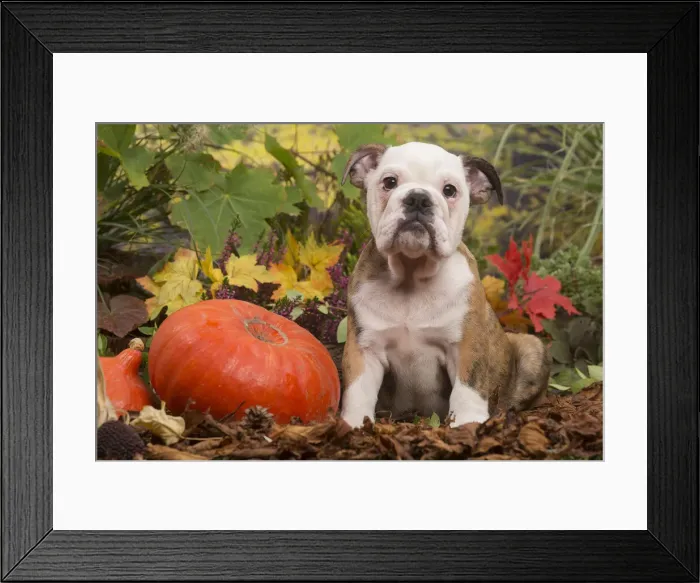 Framed Print : 13132096. English Bulldog puppy outdoors in Autumn Date Framed Print : 13132096. English Bulldog puppy outdoors in Autumn Date