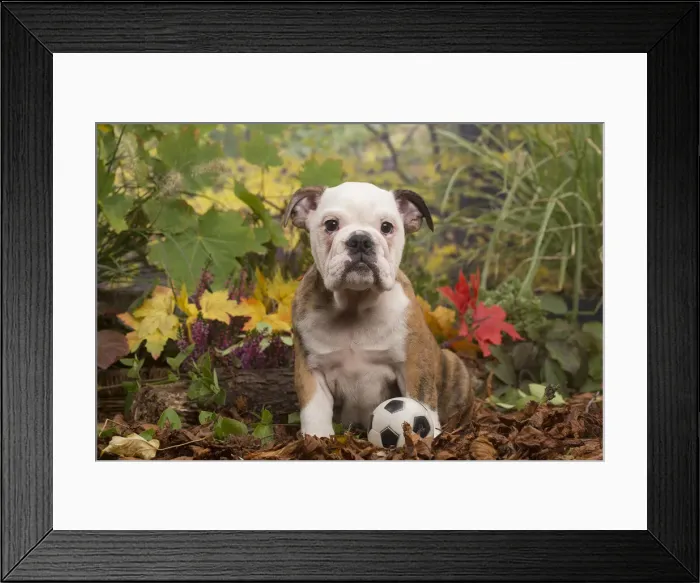 Framed Print : 13132095. English Bulldog puppy outdoors in Autumn Date Framed Print : 13132095. English Bulldog puppy outdoors in Autumn Date