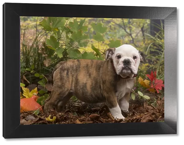 13132098. English Bulldog puppy outdoors in Autumn Date