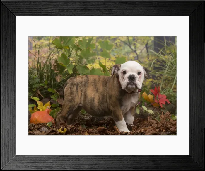 Framed Print : 13132098. English Bulldog puppy outdoors in Autumn Date Framed Print : 13132098. English Bulldog puppy outdoors in Autumn Date