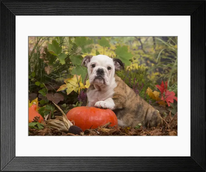 Framed Print : 13132097. English Bulldog puppy outdoors in Autumn Date Framed Print : 13132097. English Bulldog puppy outdoors in Autumn Date